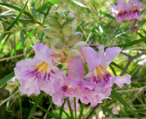 Desert Willow, Chilopsis linearis