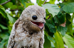 Great Potoo, Nyctibius grandis