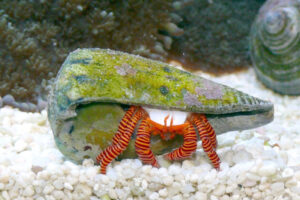 Halloween Hermit Crab, Ciliopagurus strigatus