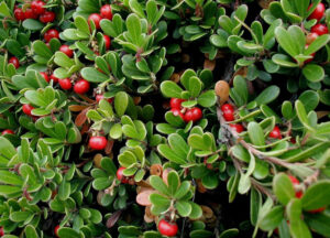 Kinnikinnick, Arctostaphylos-uva-ursi