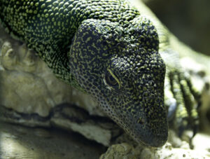 Mangrove Monitor, Varanus indicus