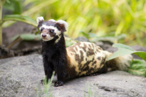 Marbled Polecat, Vormela peregusna