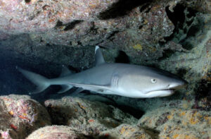 Oceanic whitetip shark, Carcharhinus longimanus