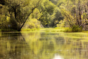 Okefenokee Swamp