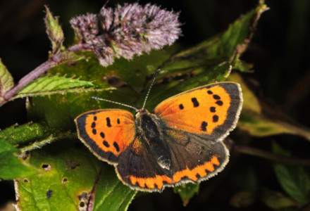 Small Copper l Diminutive Beauty - Our Breathing Planet