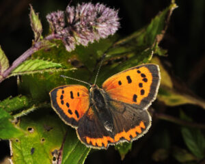 Small Copper, Lycaena phlaeas