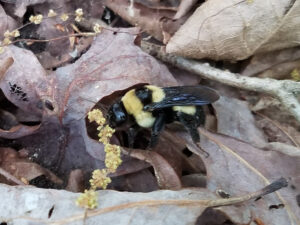 Southern Plains Bumblebee, Bombus fraternus