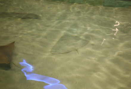 Spiny Butterfly Ray, Gymnura altavela