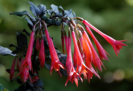 Coral Honeysuckle, Lonicera sempervirens