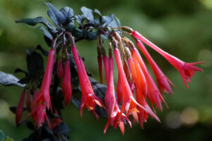 Coral Honeysuckle, Lonicera sempervirens