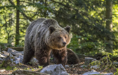 5 Amazing Animals of Greece