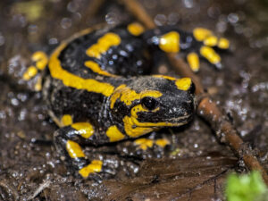 Fire Salamander, Salamandra salamandra