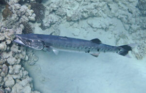 Great Barracuda, Sphyraena barracuda