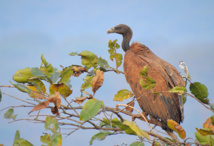 Indian Vulture, gyps indicus