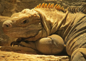 Jamaican Iguana, Cyclura collei