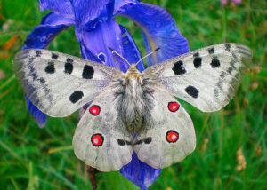 Mountain Apollo, Parnassius apollo