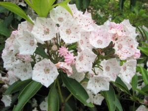 Mountain Laurel, Kalmia latifolia