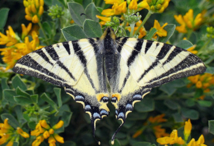 Scarce Swallowtail, Iphiclides podalirius