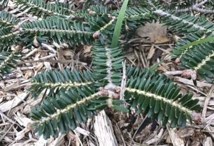 Sicilian Fir, Abies nebrodensis