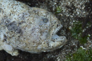 Wolf Eel, Anarrhichthys ocellatus