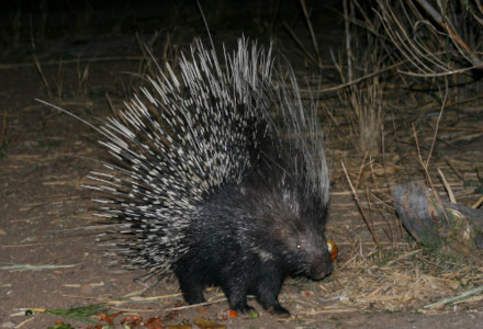 Cape Porcupine, Hystrix africaeaustralis