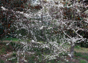 Chickasaw Plum, Prunus angustifolia