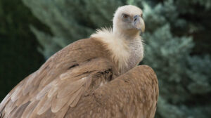 Eurasian Griffon Vulture, Gyps fulvus