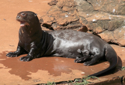 Giant Otter, Pteronura brasiliensis