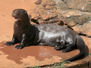 Giant Otter, Pteronura brasiliensis