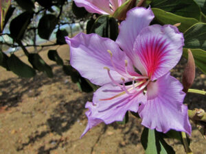 Mountain Ebony, Bauhinia variegata