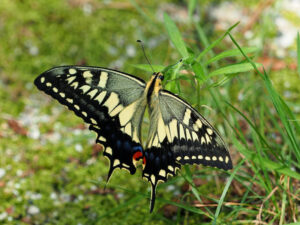 Old World Swallowtail, Papilio machaon