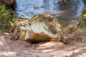 Orinoco Crocodile, Crocodylus intermedius