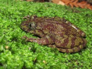 Rose's Ghost Frog, Heleophryne rosei