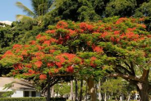 Royal Poinciana, Delonix regia