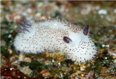 Sea Bunny, Jorunna parva