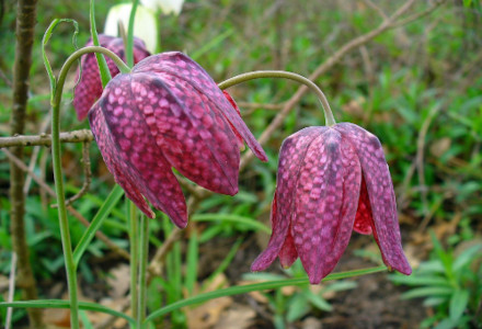 Snake's Head Fritillary, Fritillaria meleagris