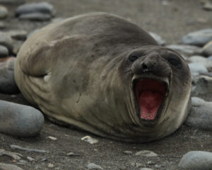 Southern Elephant Seal, Mirounga leonina