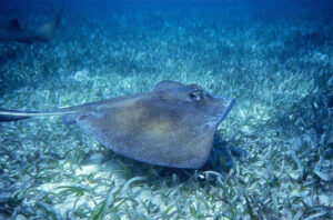 Southern Stingray, Dasyatis americana