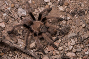 Western Desert Tarantula, Aphonopelma chalcodes