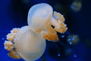 White Spotted Jellyfish, Phyllorhiza punctata