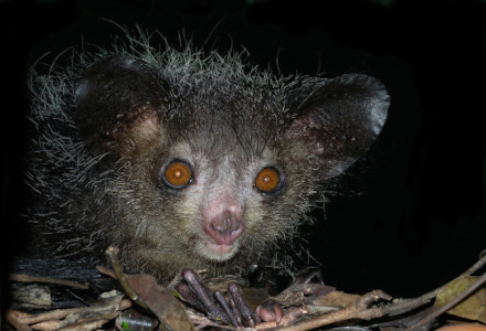 Aye-aye, Daubentonia madagascariensis