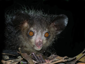 Aye-aye, Daubentonia madagascariensis