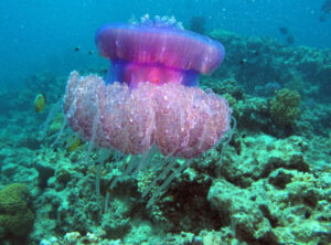 Cauliflower Jellyfish, Cephea cephea