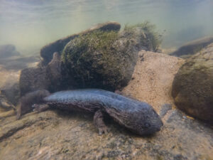 Hellbender Salamander, Cryptobranchus alleganiensis