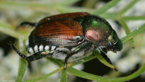 Japanese Beetle, Popillia japonica