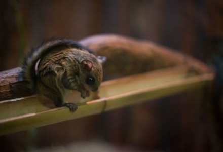 Japanese Dwarf Flying Squirrel, Pteromys momonga