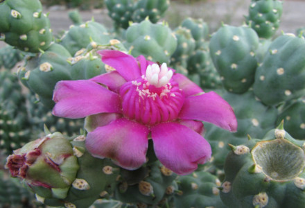 Jumping Cholla, Cylindropuntia fulgida