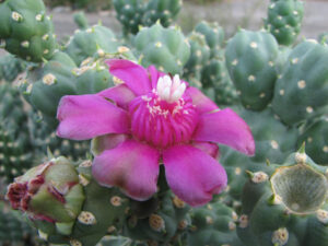 Jumping Cholla, Cylindropuntia fulgida