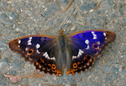 Lesser Purple Emperor, Apatura ilia