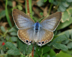 Pea Blue, Lampides boeticus